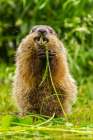 Minnesota-Pine County Adult woodchuck eating Art Print